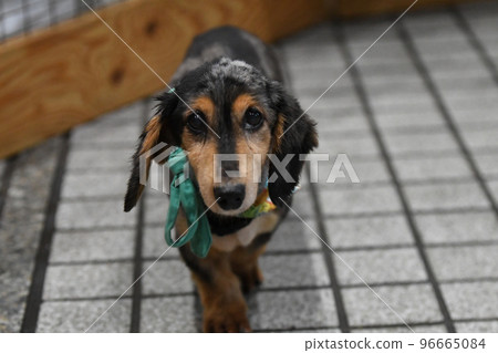 Dachshund looking at camera 96665084