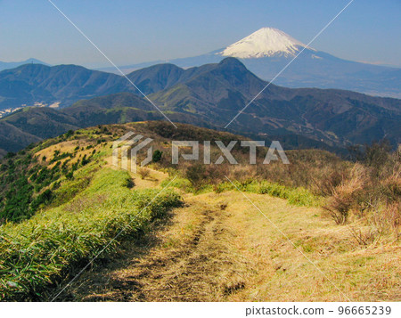 早春的明神岳佐佐根山(眺望金時山和富士山) 早春的明神岳佐佐根山(眺望金時山和富士山) 96665239