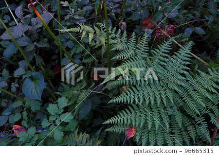 Ferns and withered cluster amaryllis 96665315