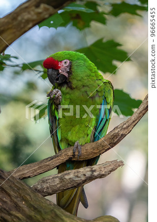 Great green military macaw Ara militaris mexicana. 96665455