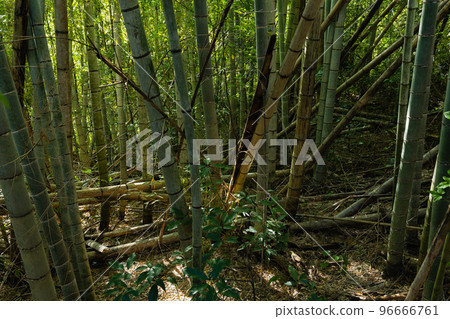 廢棄的竹林圖片 96666761