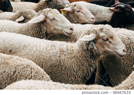 Flock of sheep passing through a cattle route Flock of sheep passing through a cattle route 96667610