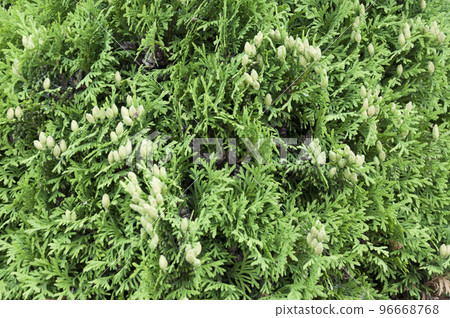 In the garden.A growing shrub of the Thuja.Thuja occidentalis. 96668768