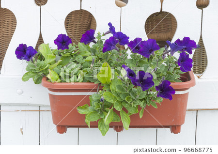 Blooming flowers in a pot on a garden terrace. 96668775