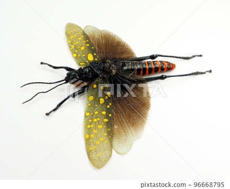 Grasshopper with black green wings isolated on white. Beautiful giant insect Aularches punctatus close up macro. Collection of insects. Orthoptera. Entomology. 96668795