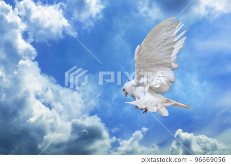 Dove in the air with wings wide open in-front of the sky Dove in the air with wings wide open in-front of the sky 96669056