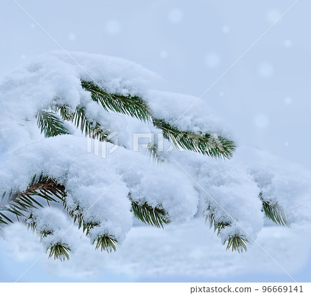 fir branch covered with snow as background. Pine branches in the frost. Christmas minimal concept. Merry Christmas and Happy New Year Holidays greeting card, frame, banner, cover, mockup. Traditional fir branch covered with snow as background. Pine branches in the frost. Christmas minimal concept. Merry Christmas and Happy New Year Holidays greeting card, frame, banner, cover, mockup. Traditional 96669141