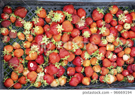 A box of freshly picked strawberries in the field A box of freshly picked strawberries in the field 96669194