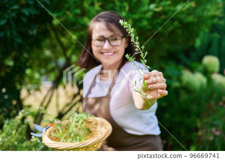 Spicy fragrant savory herb in hands of woman, harvesting in summer garden Spicy fragrant savory herb in hands of woman, harvesting in summer garden 96669741