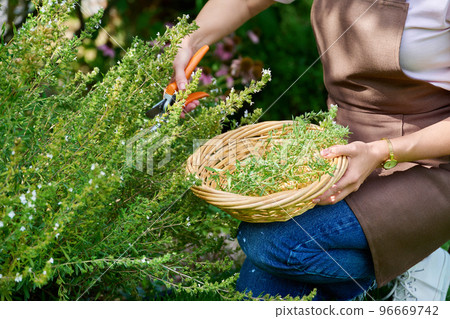 Hands of woman with pruner picking spicy fragrant harvest of herb savory 96669742