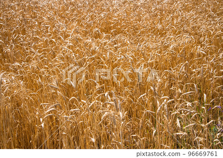 Kharkiv, Ukraine. Golden wheat ripens in an agricultural field where cereals are harvested. Golden grain grains. 96669761