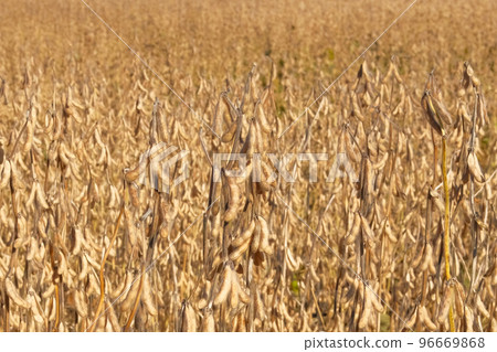 Mature modified soybean pods during the ripening period in yellow field. Soy agriculture. Harvesting. 96669868