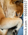 深睡的柴犬 96669937