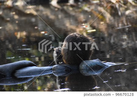 山大池公園十一月 96670128