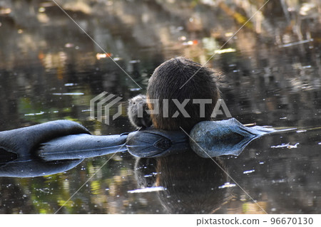 Yamadaike Park November 96670130