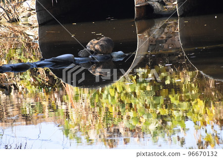 山大池公園十一月 96670132