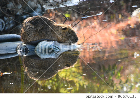 Yamadaike Park November 96670133