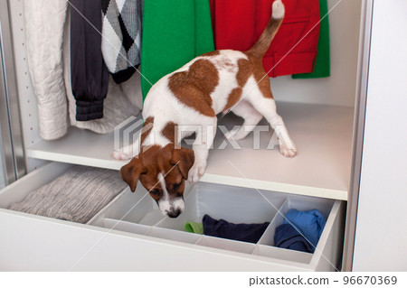 Dog Jack Russell Terrier puppy sits in the closet. Wardrobe storage. 96670369