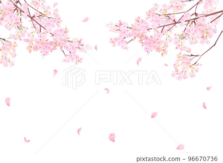 Beautiful and gorgeous light pink cherry blossoms in full bloom and spring flowers-spring white back frame background material with falling petals Beautiful and gorgeous light pink cherry blossoms in full bloom and spring flowers-spring white back frame background material with falling petals 96670736