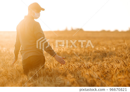 Man in medical mask with his back to the viewer In a field of wheat touched by the hand. Agro business. Harvesting. Man in medical mask with his back to the viewer In a field of wheat touched by the hand. Agro business. Harvesting. 96670821