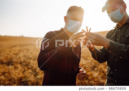 Two farmers in sterile medical masks in a wheat field check the quality. Harvesting. Covid-2019. 96670909
