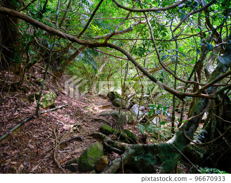 Jungle of Iriomote Island 96670933