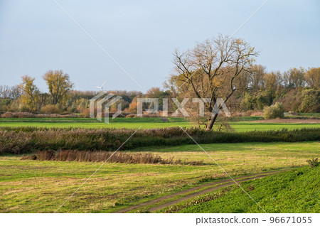 Nature reserve with bare autumn trees, wild vegetation and grass, Berlare, Belgium 96671055