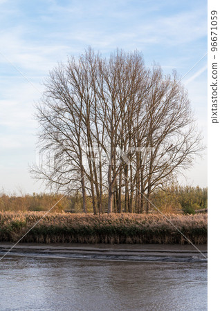 Golden autumn colors at the banks of the river Scheldt, Berlare, Belgium 96671059