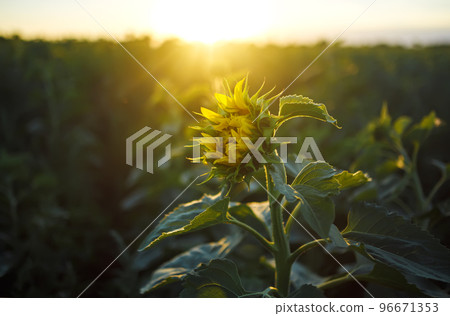 Backdrop Of The Beautiful Sunflowers Garden. Field Of Blooming Sunflowers On A Background Sunset. Backdrop Of The Beautiful Sunflowers Garden. Field Of Blooming Sunflowers On A Background Sunset. 96671353