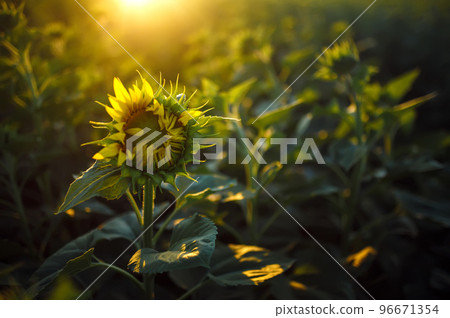 Backdrop Of The Beautiful Sunflowers Garden. Field Of Blooming Sunflowers On A Background Sunset. Backdrop Of The Beautiful Sunflowers Garden. Field Of Blooming Sunflowers On A Background Sunset. 96671354