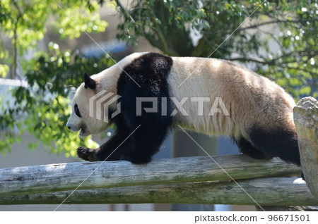 散步時的圖欣 96671501