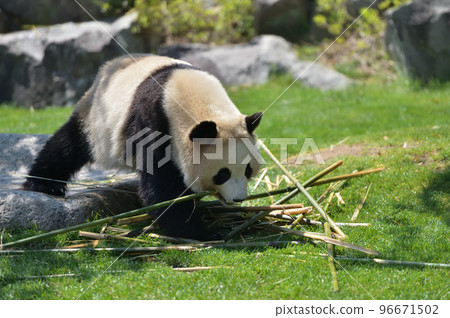 可以選擇美味竹子的櫻濱 96671502