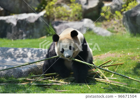 Sakurahama, where you can choose delicious bamboo 96671504