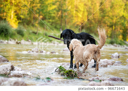 Two dogs playing with a stick in nature Two dogs playing with a stick in nature 96671643