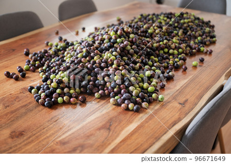 Pile of freshly picked ripe green and black olives 96671649