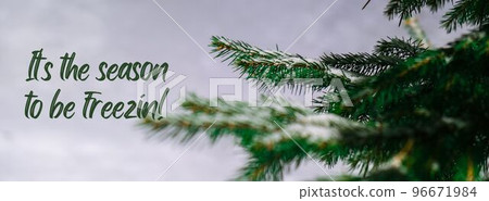 Its the season to be freezin Inspiration joke quote phrase Coniferous branches covered with hoarfrost. Pine fir tree Banner 96671984