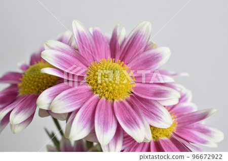 菊花 96672922