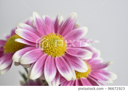 菊花 菊花 96672923