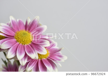 菊花 96672924