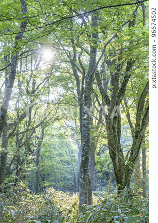 森林的新綠、透過樹木的陽光、生態形象(大山海岸) 森林的新綠、透過樹木的陽光、生態形象(大山海岸) 96674502