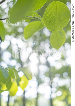 The fresh green of the forest, the sun filtering through the trees, and the eco-image (Kaiganari Oyama) The fresh green of the forest, the sun filtering through the trees, and the eco-image (Kaiganari Oyama) 96674525