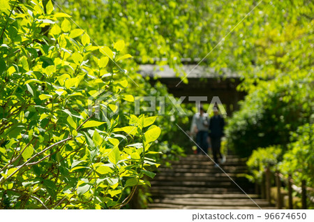 Kamakura: Meigetsu-in Temple's beautiful temple gate decorated with the fresh greenery of summer 96674650
