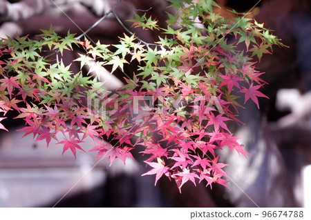 Colorful autumn leaves of Nara Futaiji Temple Colorful autumn leaves of Nara Futaiji Temple 96674788
