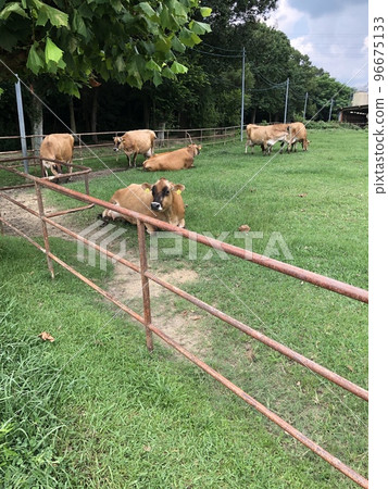 Kyoshin Ranch cow Kyoshin Ranch cow 96675133