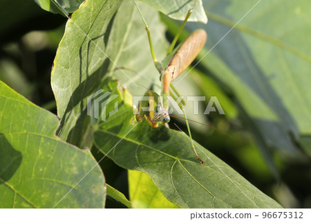 岡切 岡切 96675312