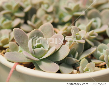 succulent plant lotus succulent plant lotus 96675504
