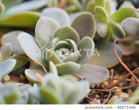 多肉植物蓮花 96675506