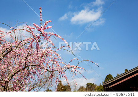 Weeping plums of Fujikawa Tenjin (Sugawara Shrine) Weeping plums of Fujikawa Tenjin (Sugawara Shrine) 96675511