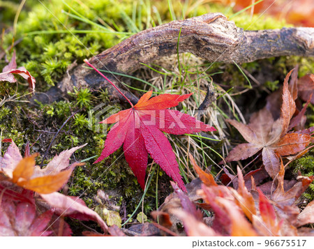 Fallen leaves and moss of bright red autumn leaves Fallen leaves and moss of bright red autumn leaves 96675517
