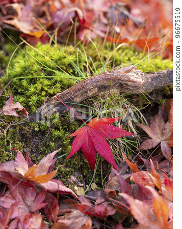 Fallen leaves and moss of bright red autumn leaves Fallen leaves and moss of bright red autumn leaves 96675519